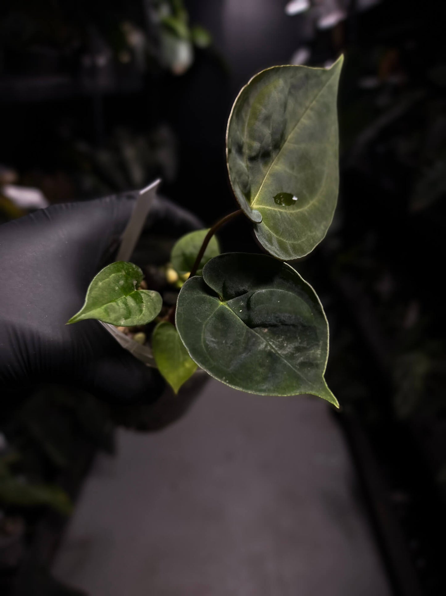 Anthurium 'Waddle Noid' x papillilaminum 'TPP1'