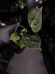 Anthurium 'Waddle Noid' x papillilaminum 'TPP1'
