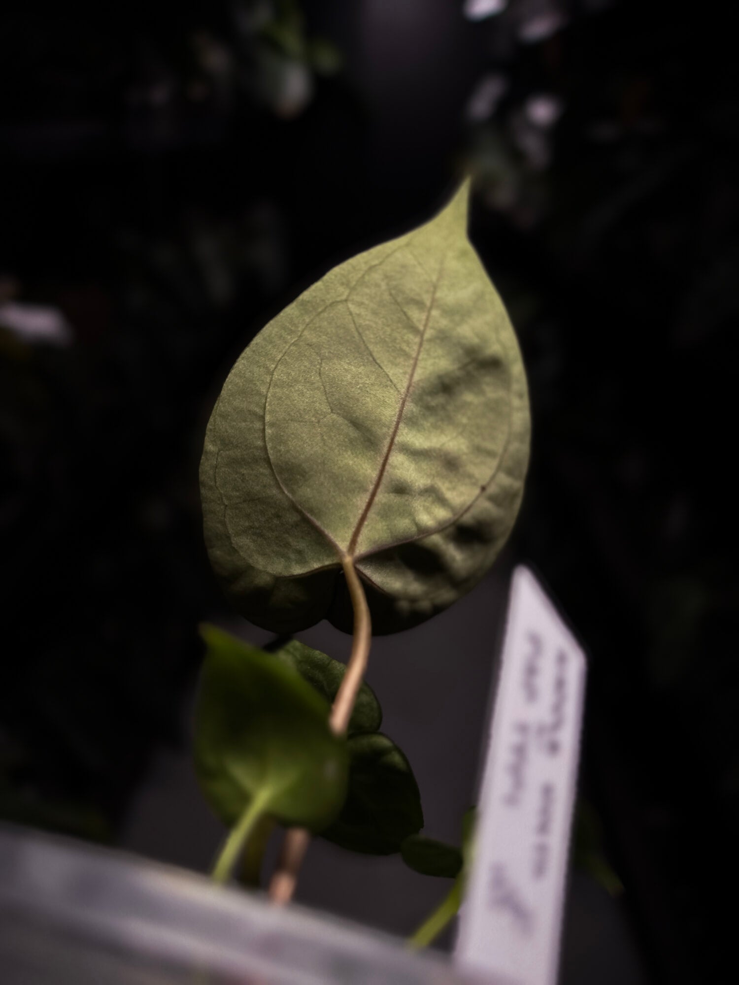 Anthurium 'Waddle Noid' x papillilaminum 'TPP1'