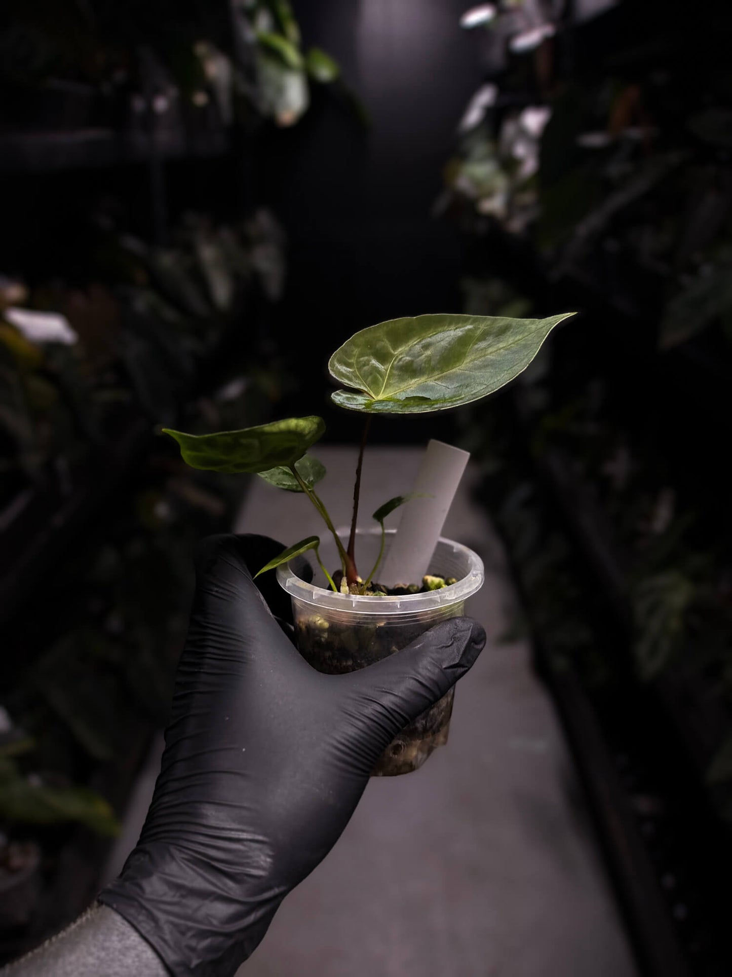 Anthurium 'Waddle Noid' x papillilaminum 'TPP1'