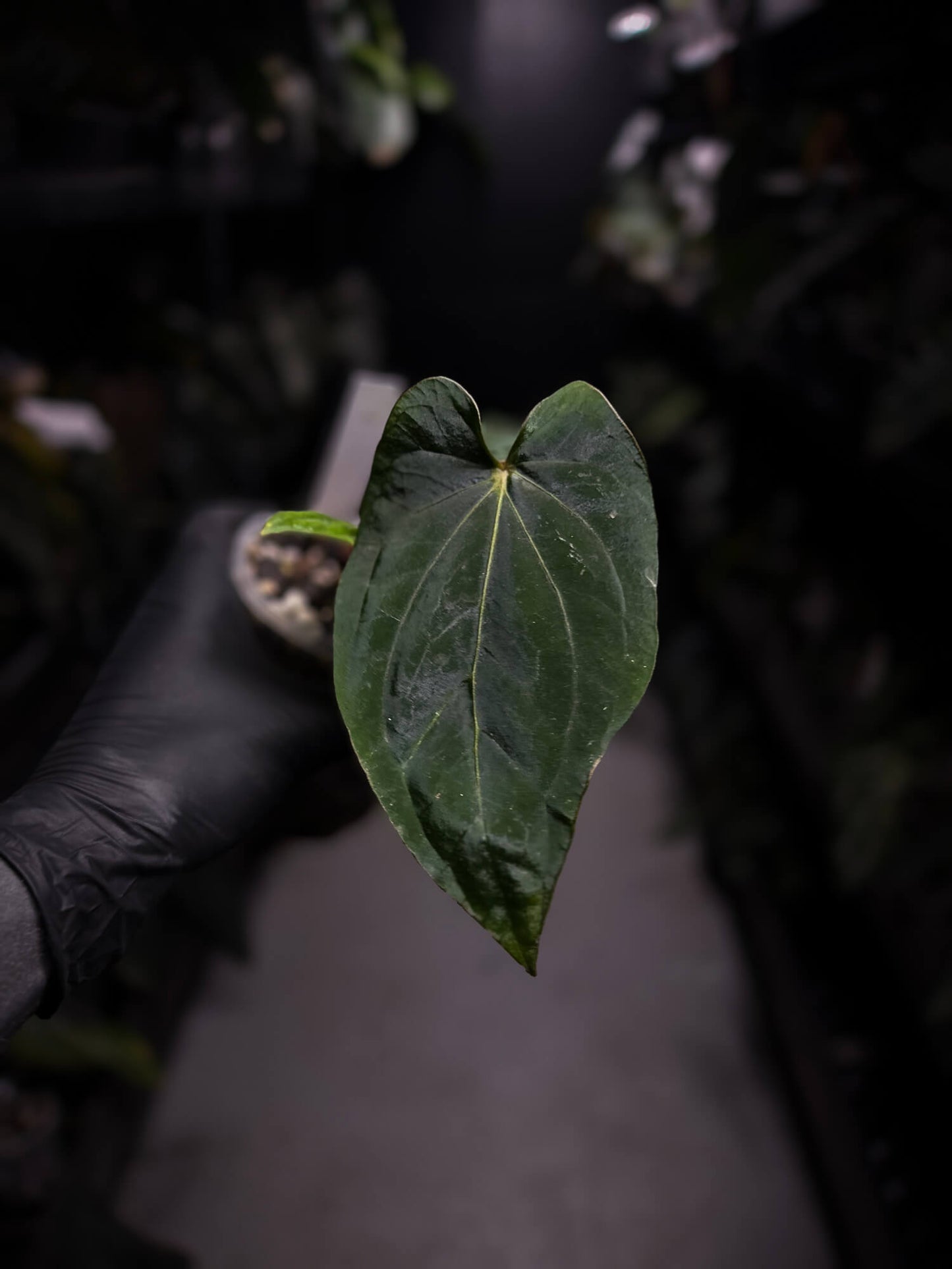 anthurium (dressleri 'RG' f2 x carlablackiae) x kunayalense 'RA7'