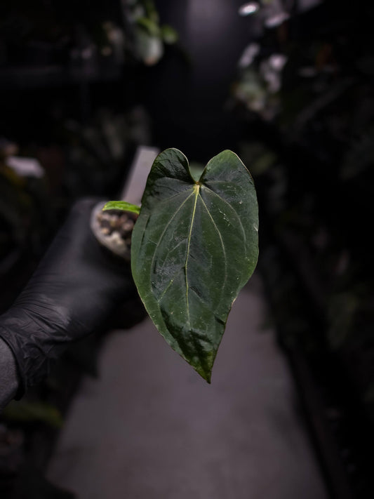anthurium (dressleri 'RG' f2 x carlablackiae) x kunayalense 'RA7'