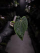 anthurium (dressleri 'RG' f2 x carlablackiae) x kunayalense 'RA7'