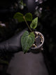 anthurium (dressleri 'RG' f2 x carlablackiae) x kunayalense 'RA7'