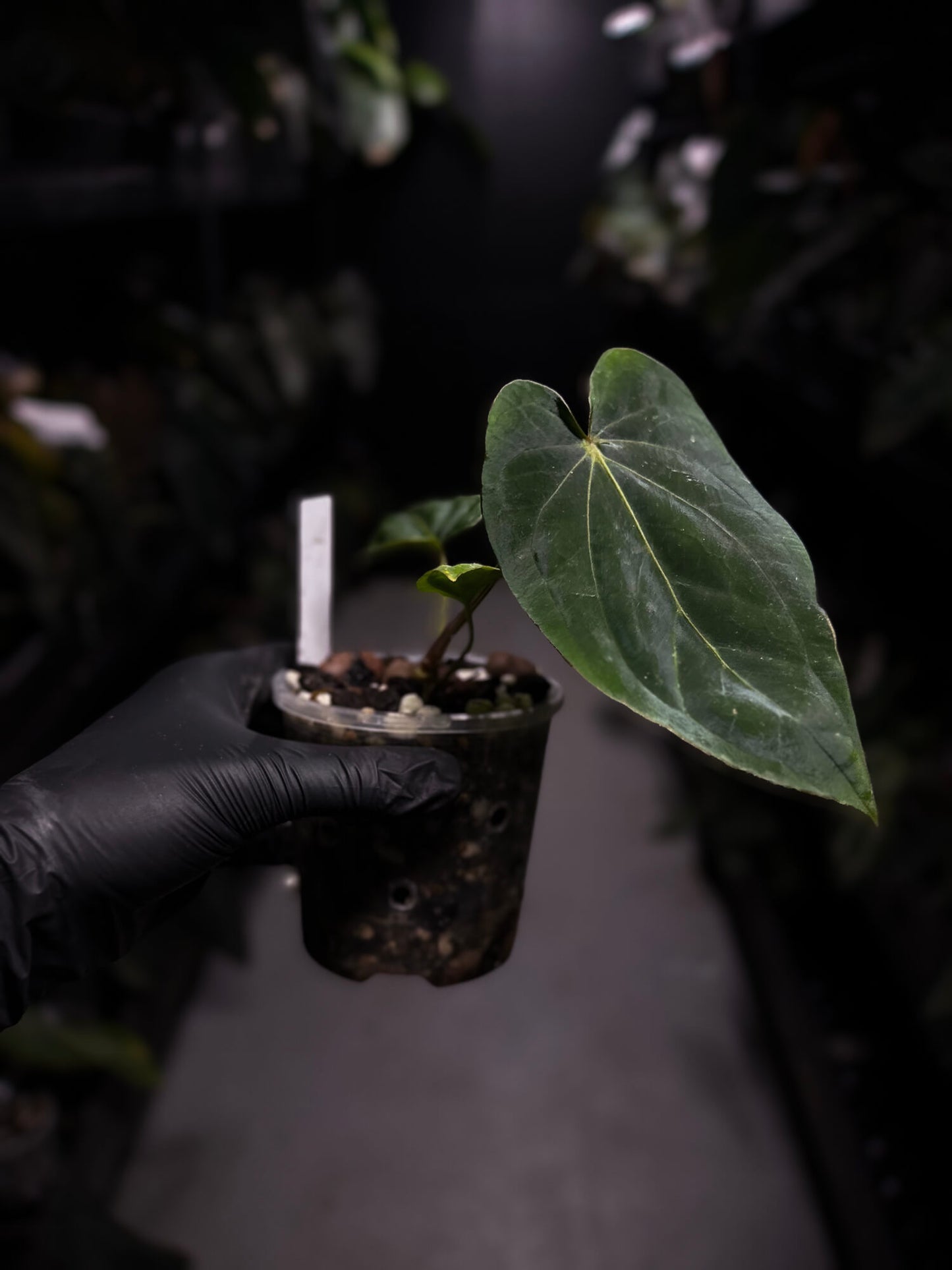 anthurium (dressleri 'RG' f2 x carlablackiae) x kunayalense 'RA7'