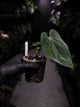 anthurium (dressleri 'RG' f2 x carlablackiae) x kunayalense 'RA7'