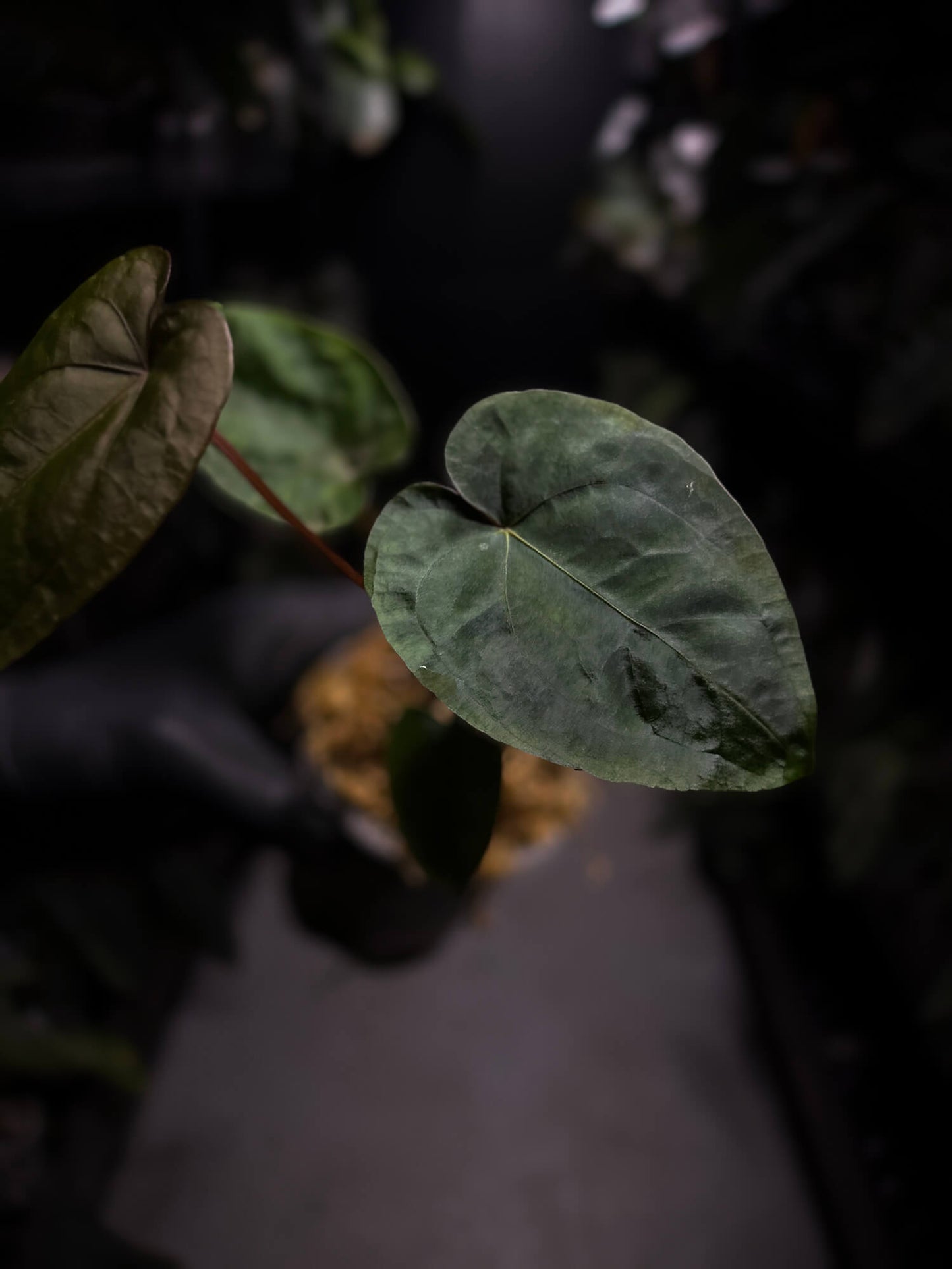 Anthurium #MidnightVelvet x dressleri 'LAS'