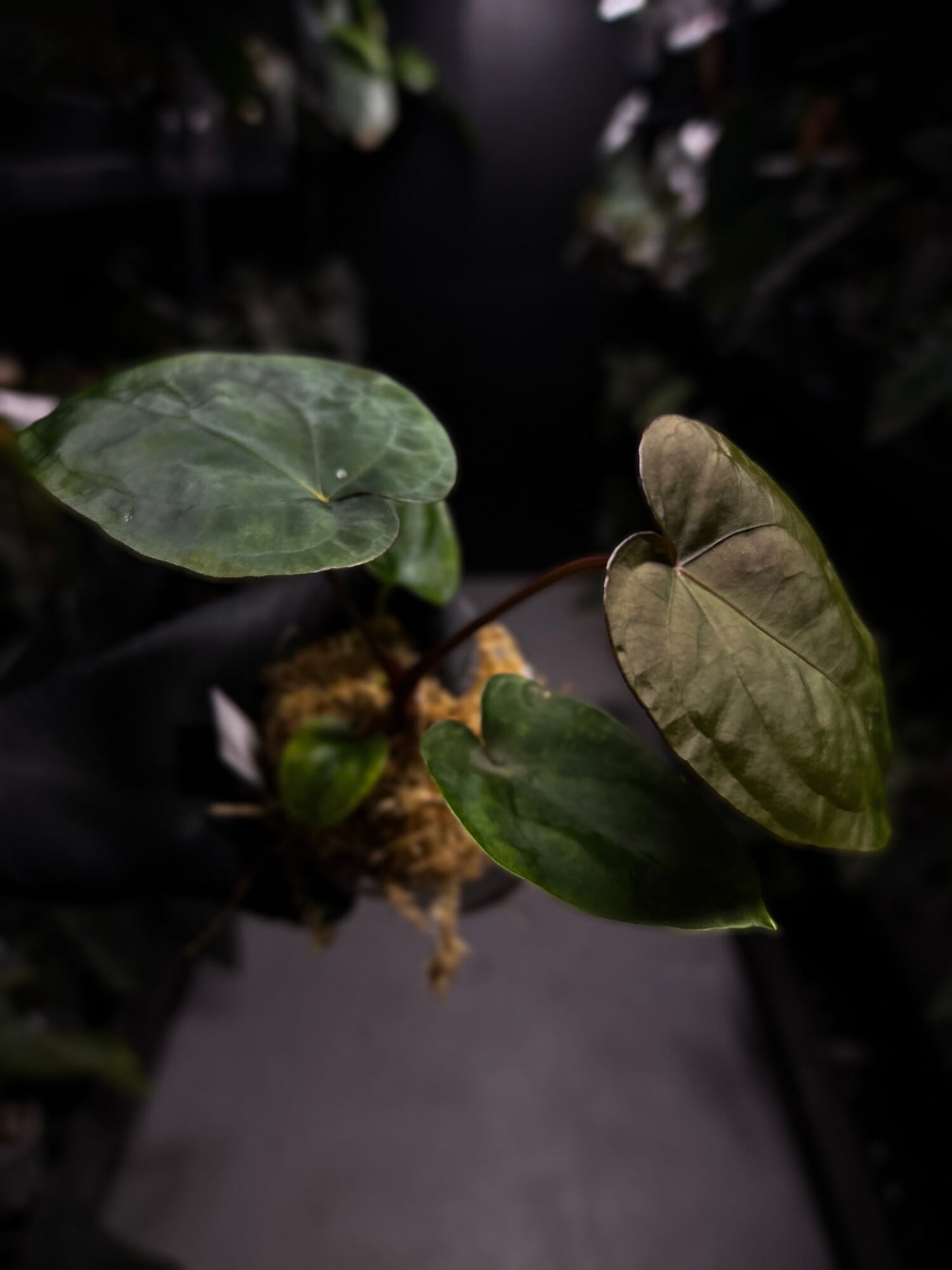 Anthurium #MidnightVelvet x dressleri 'LAS'