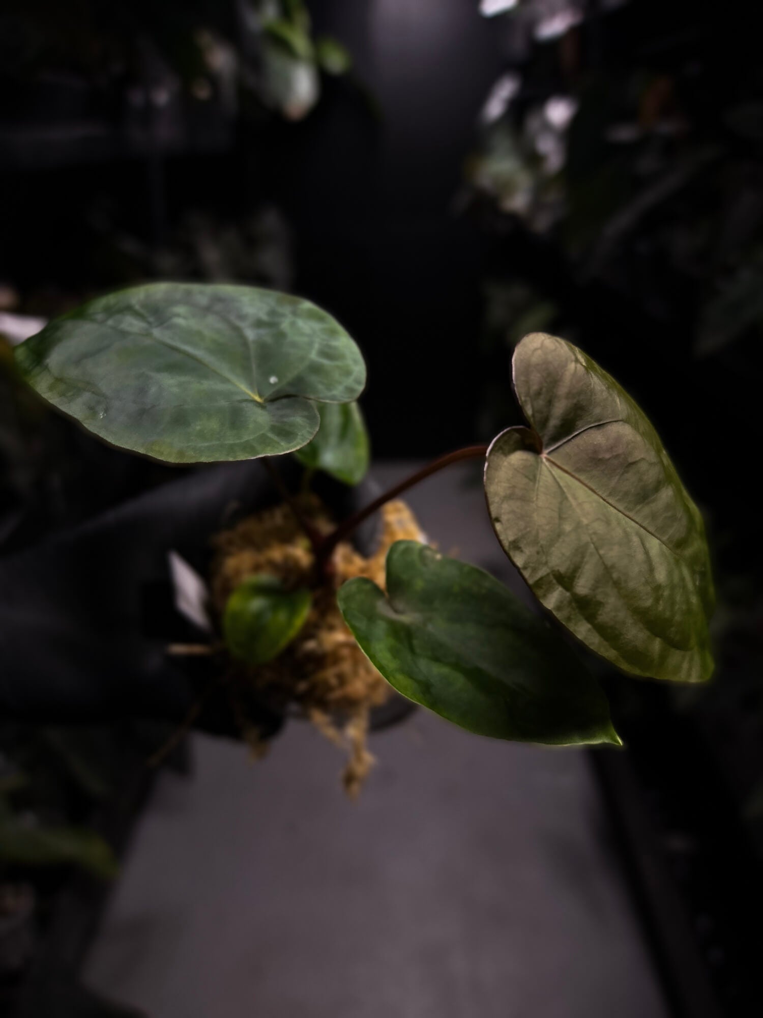 Anthurium #MidnightVelvet x dressleri 'LAS'