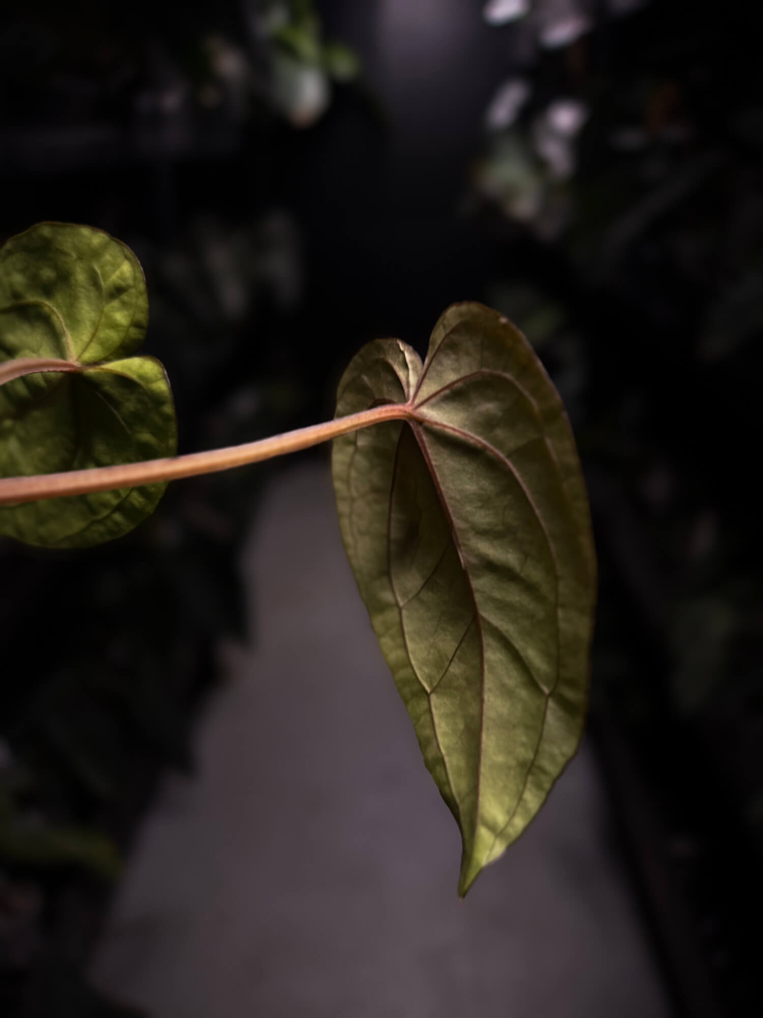 Anthurium #MidnightVelvet x dressleri 'LAS'