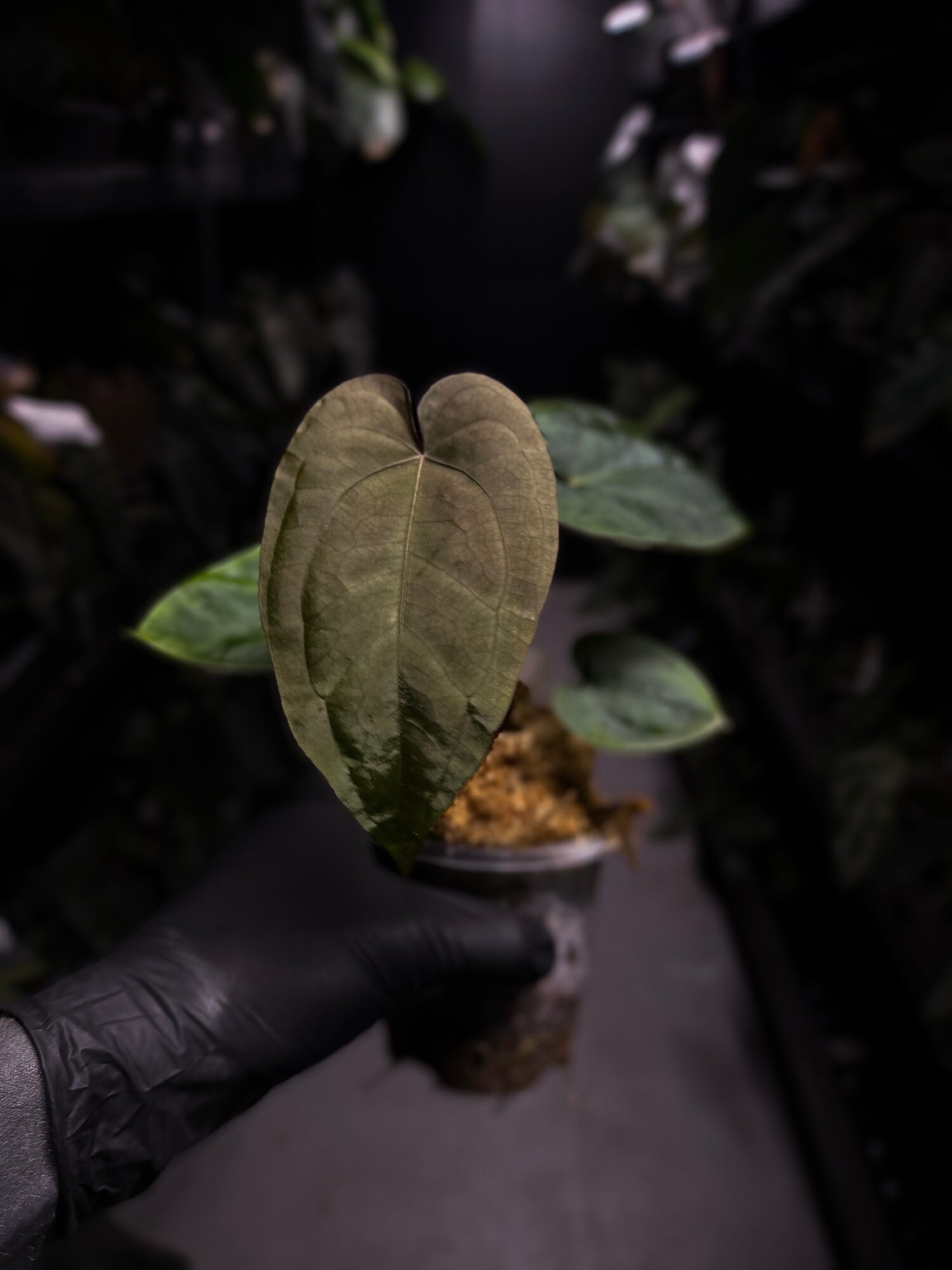 Anthurium #MidnightVelvet x dressleri 'LAS'