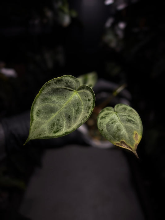 Anthurium 'Silver Blush'