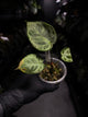 Anthurium 'Silver Blush'