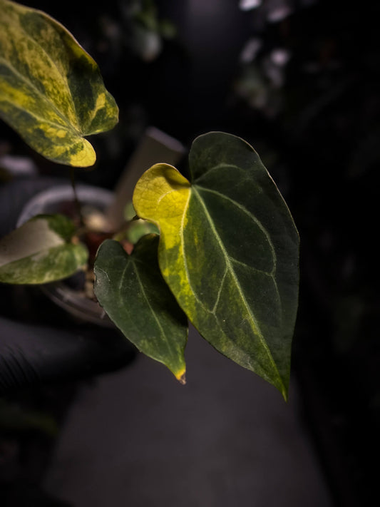 Anthurium forgetiix variegated x crystallinum