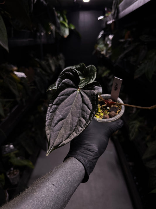 Anthurium #TacoTuesdays • luxurians hybrid mutation