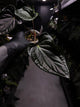 Anthurium #TacoTuesdays • luxurians hybrid mutation