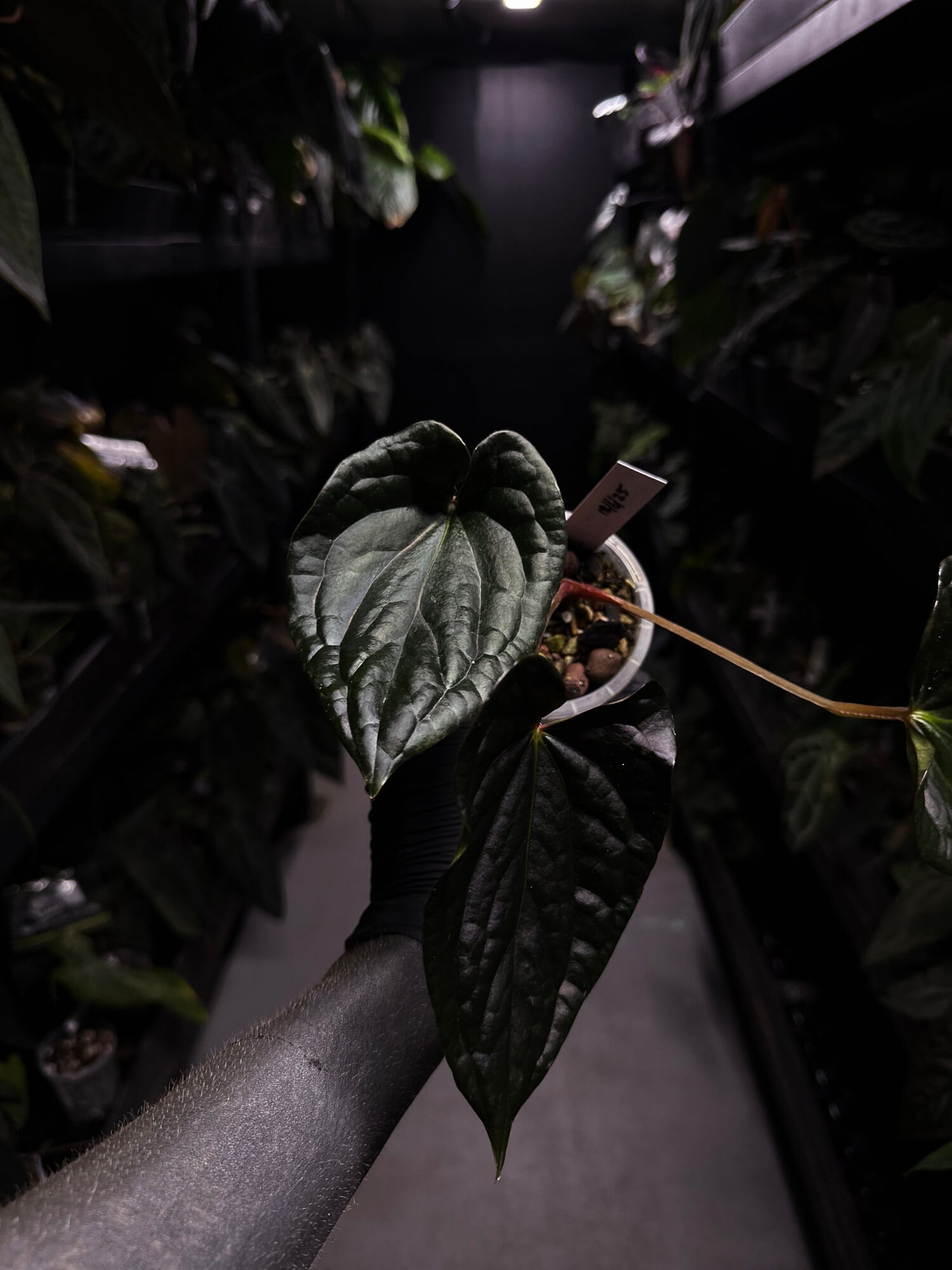 Anthurium #TacoTuesdays • luxurians hybrid mutation