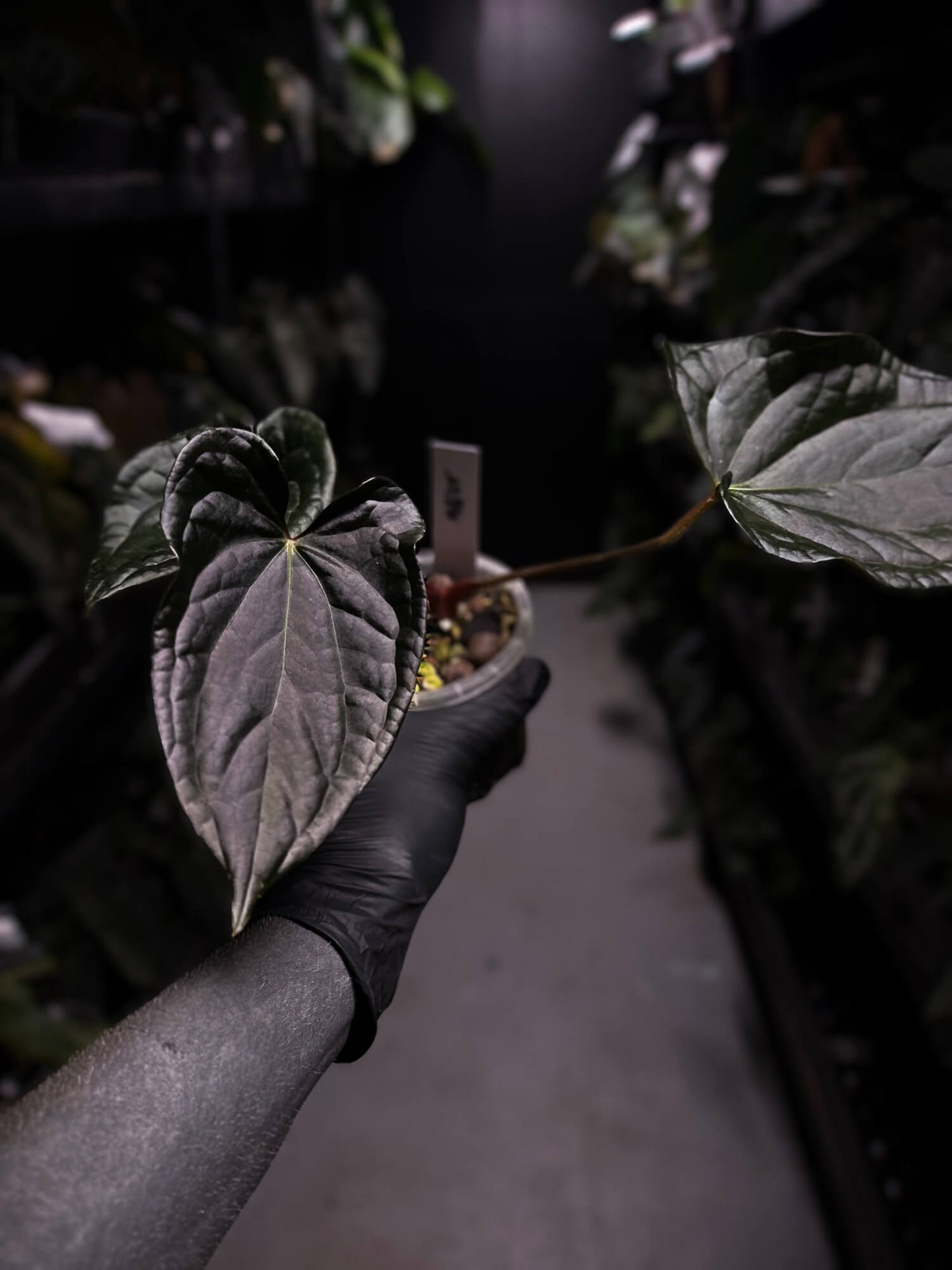Anthurium #TacoTuesdays • luxurians hybrid mutation