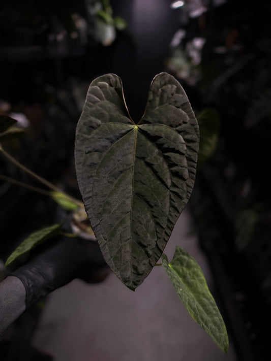 Anthurium #TwinPhoenix f2