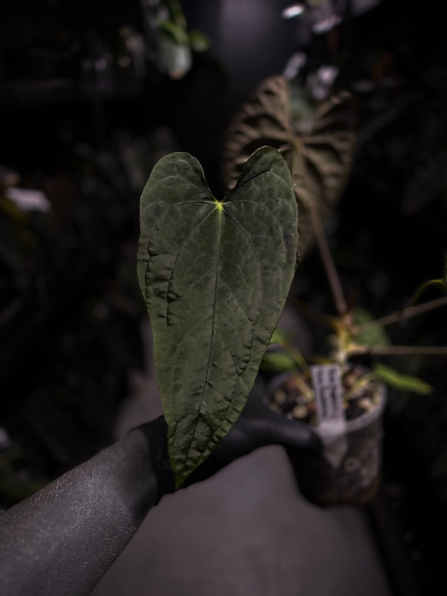 Anthurium #TwinPhoenix f2