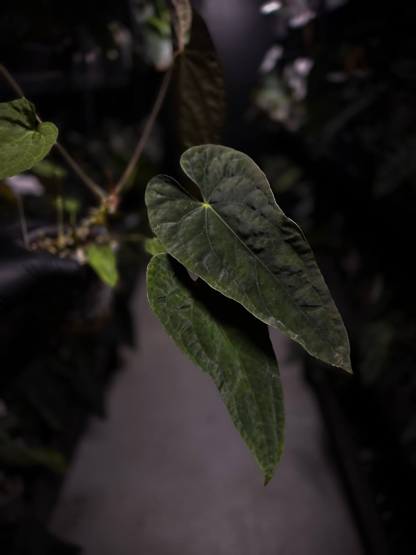 Anthurium #TwinPhoenix f2