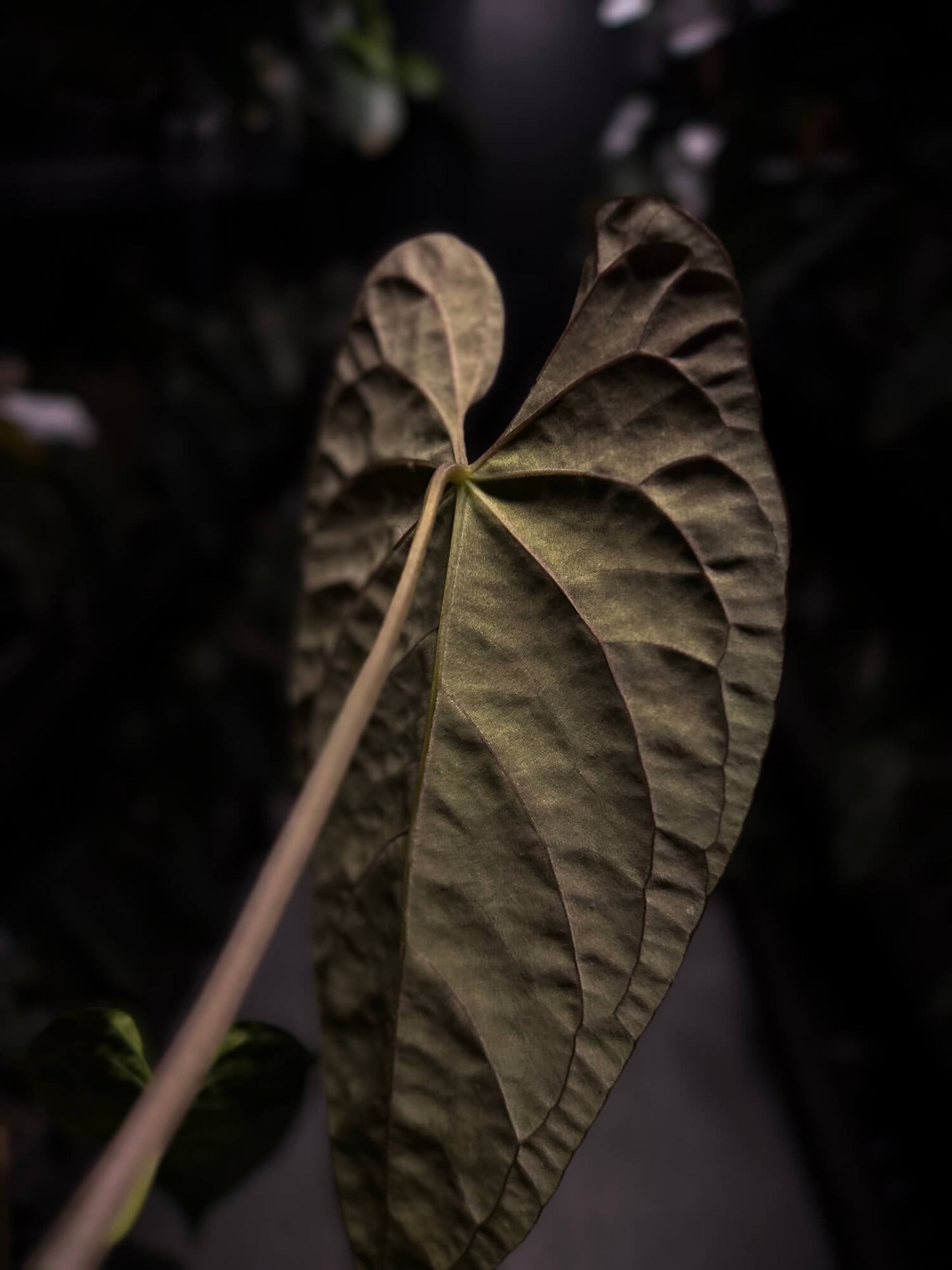 Anthurium #TwinPhoenix f2