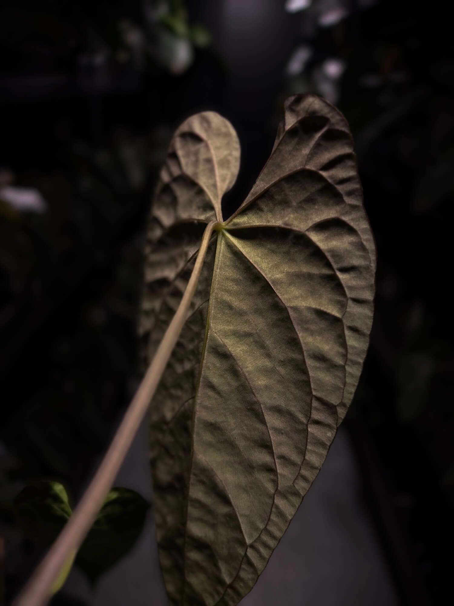 Anthurium #TwinPhoenix f2