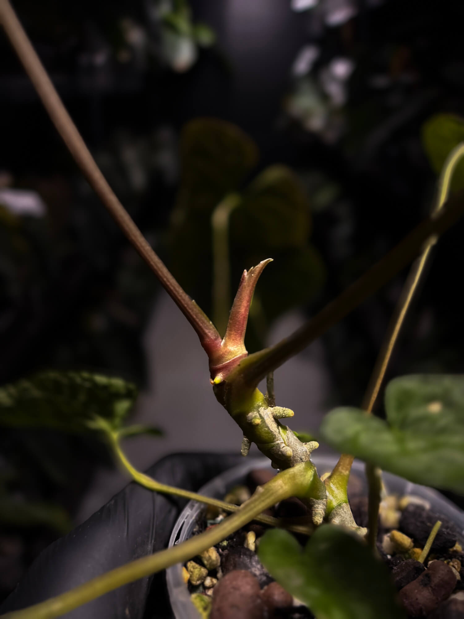 Anthurium #TwinPhoenix f2