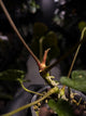 Anthurium #TwinPhoenix f2