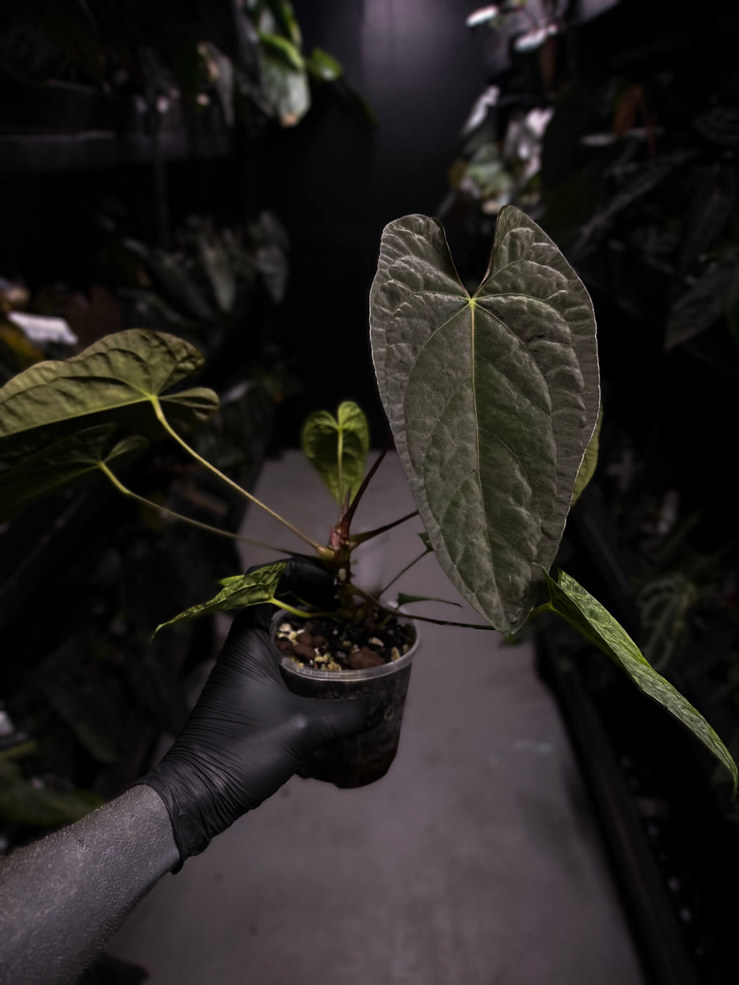 Anthurium #TwinPhoenix f2