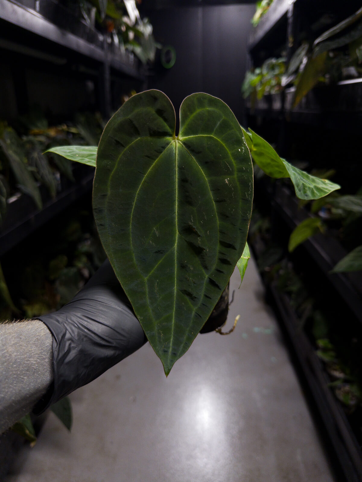 Anthurium ('AOS' x 'BVEP') x (carlablackiae x 'BVEP')