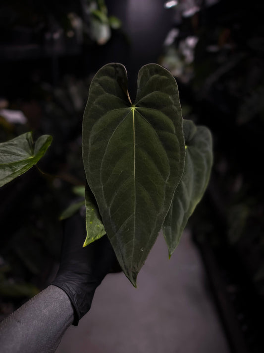 Anthurium #TwinPhoenix f2