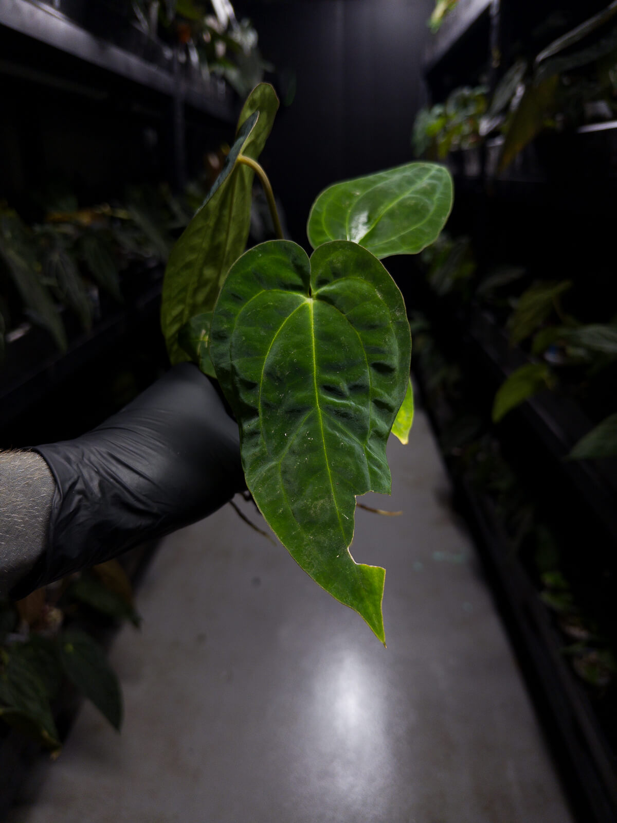 Anthurium ('AOS' x 'BVEP') x (carlablackiae x 'BVEP')