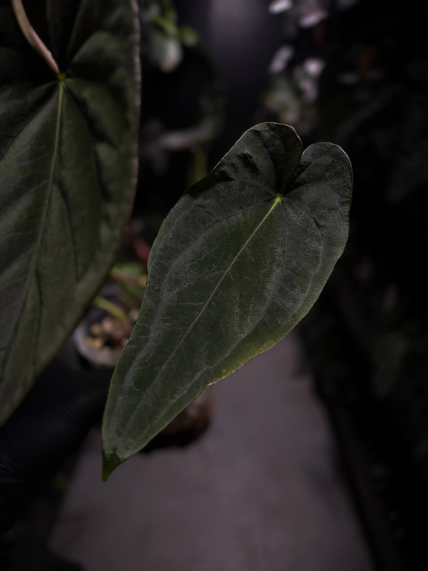 Anthurium #TwinPhoenix f2