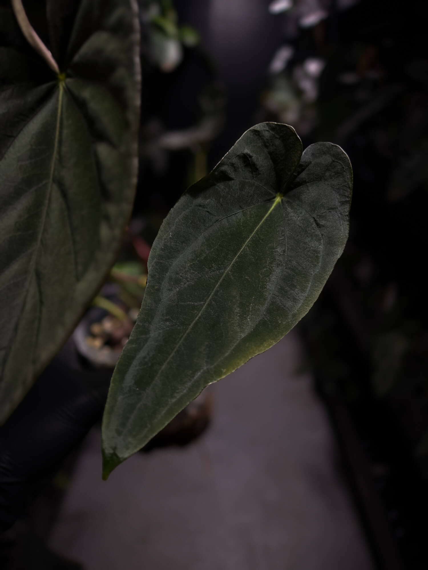 Anthurium #TwinPhoenix f2
