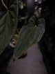 Anthurium #TwinPhoenix f2