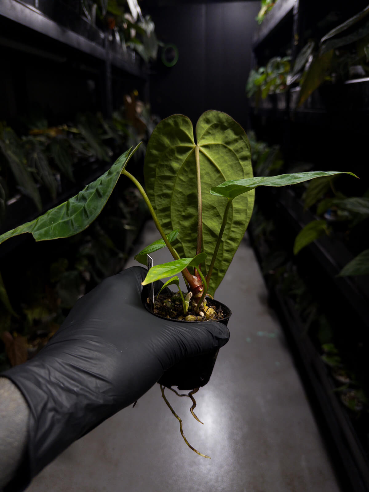 Anthurium ('AOS' x 'BVEP') x (carlablackiae x 'BVEP')