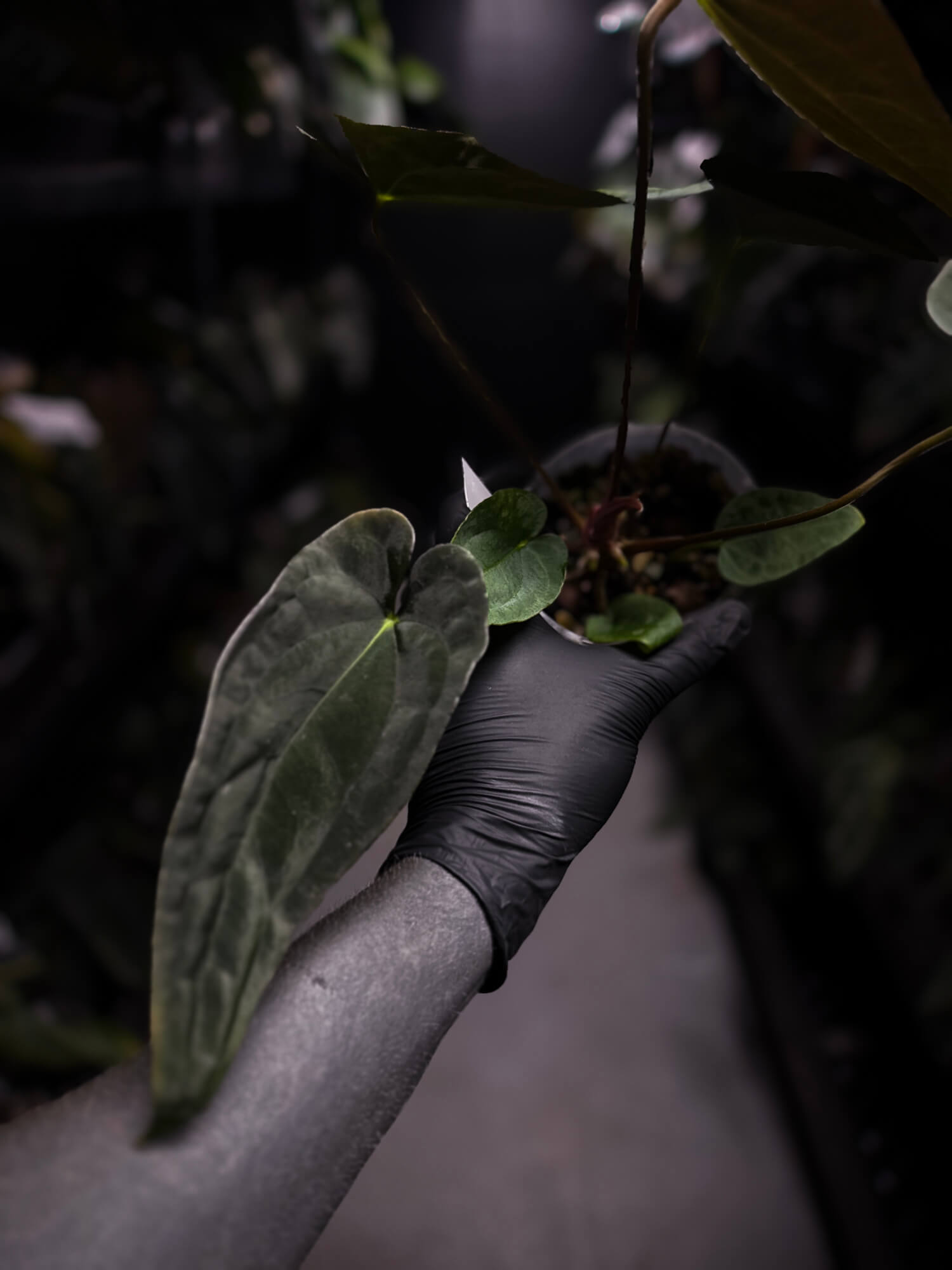 Anthurium #TwinPhoenix f2