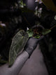Anthurium #TwinPhoenix f2
