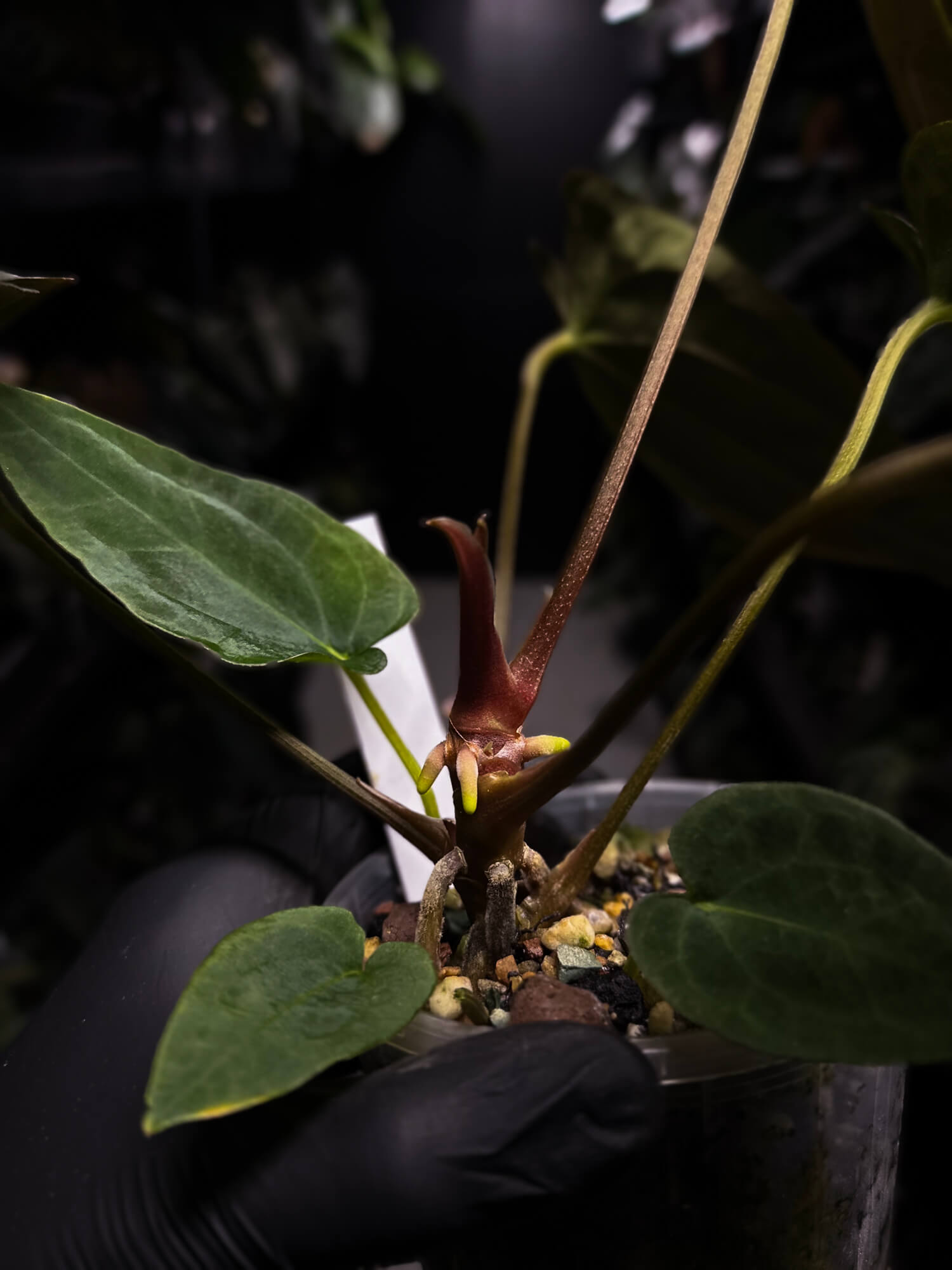 Anthurium #TwinPhoenix f2