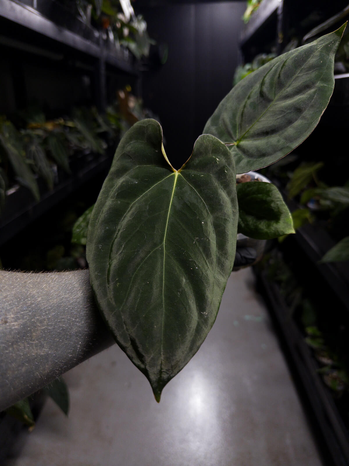 anthurium black cherry Anthurium (Black Cherry x Black Sensation) x papillaminum – The Plant Plug