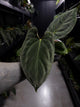 Anthurium (Black Cherry x Black Sensation) x papillaminum