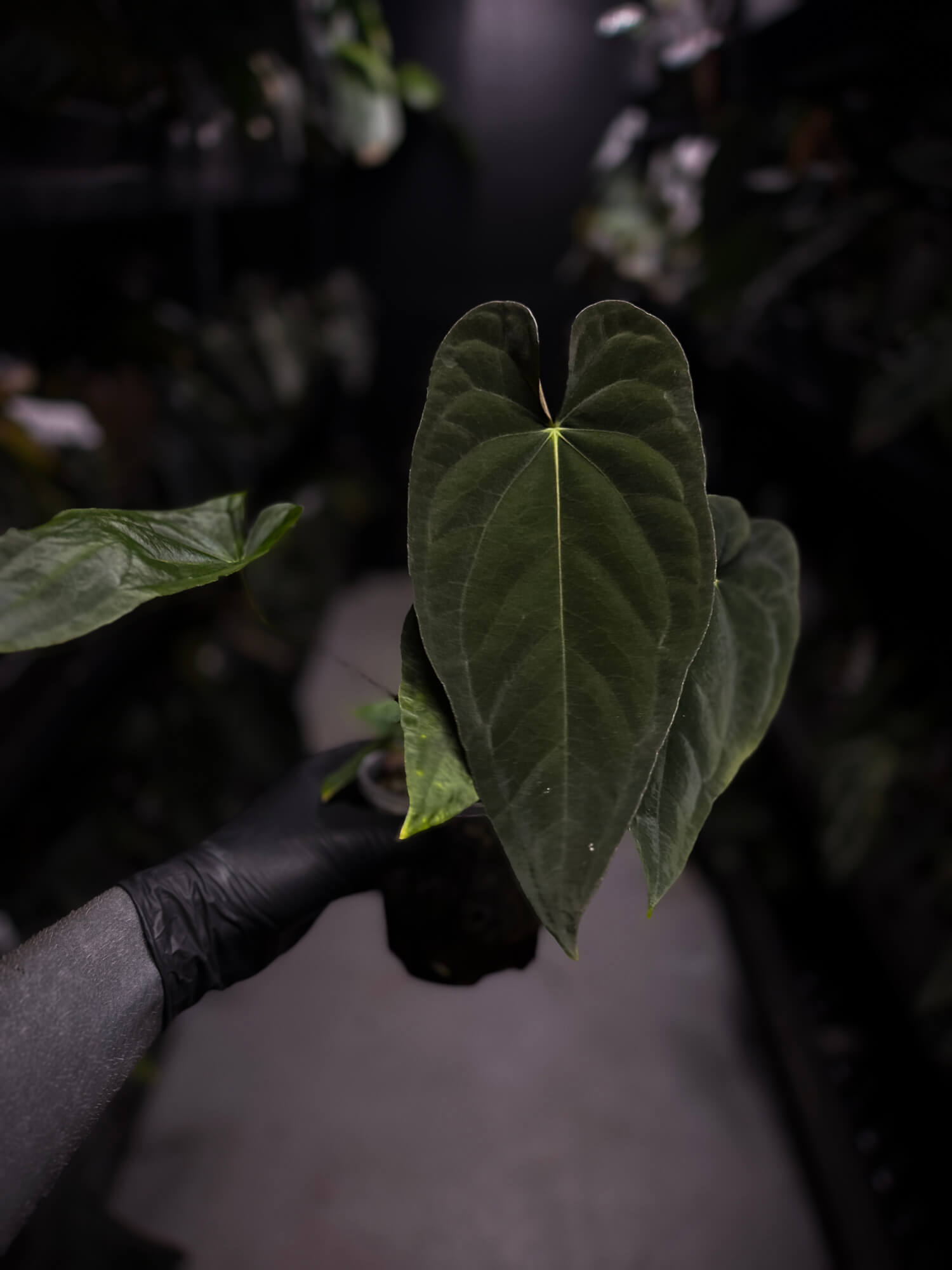 Anthurium #TwinPhoenix f2