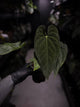 Anthurium #TwinPhoenix f2