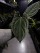 Anthurium (Black Cherry x Black Sensation) x papillaminum