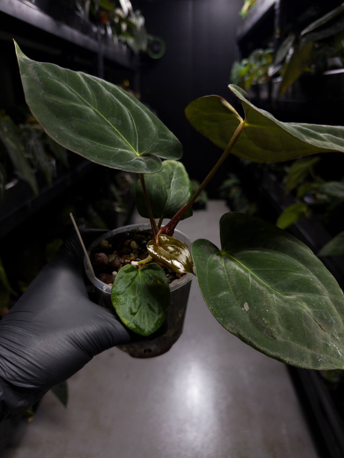 Anthurium (Black Cherry x Black Sensation) x papillaminum