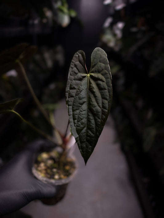 Anthurium #Asmodeus