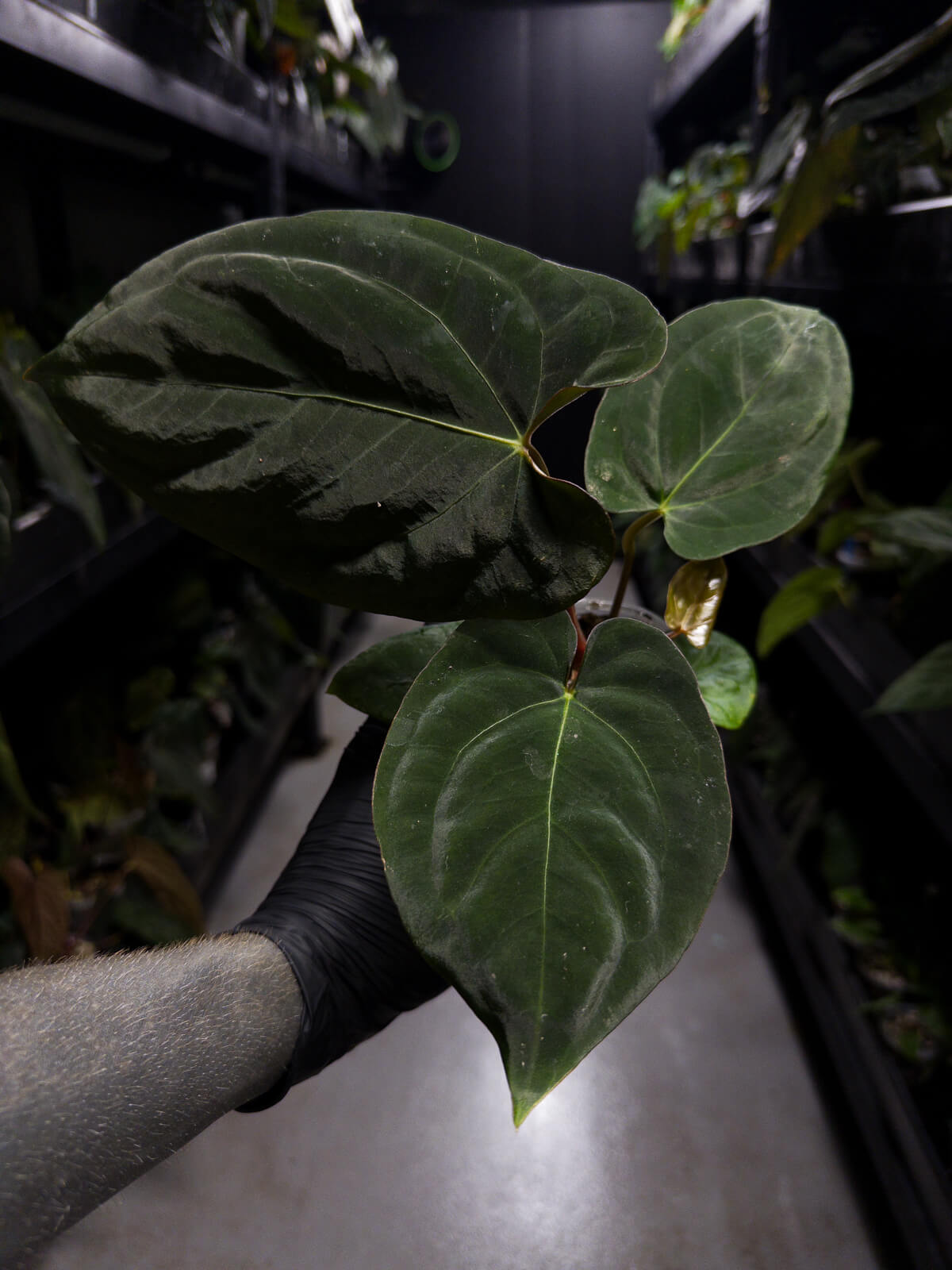 Anthurium (Black Cherry x Black Sensation) x papillaminum