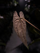 Anthurium #Asmodeus