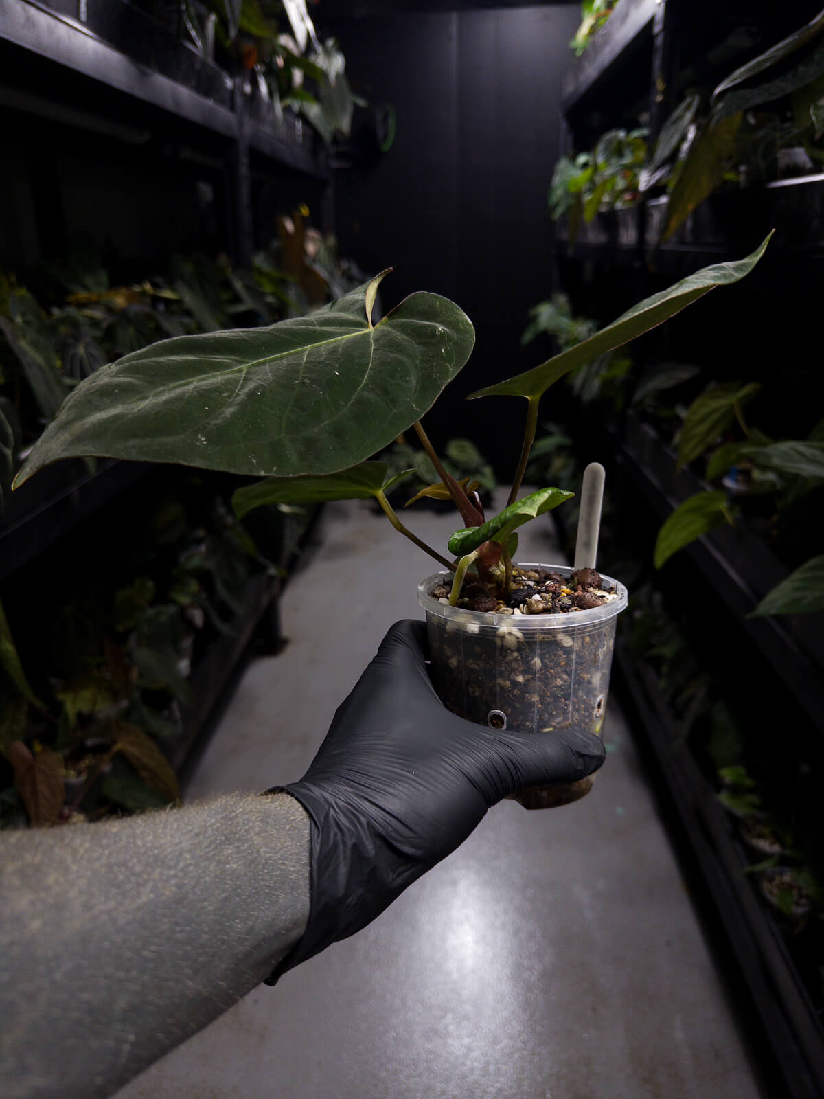 Anthurium (Black Cherry x Black Sensation) x papillaminum